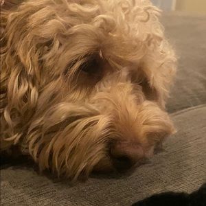 Meet your Posher, Lisa